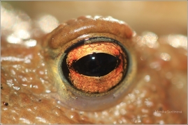 <p>ROPUCHA OBECNÁ (Bufo bufo) ---- /Common toad - Erdkröte/</p>